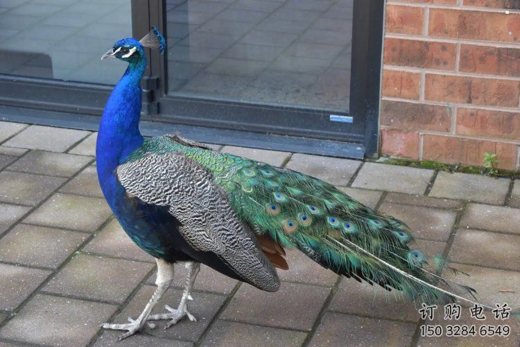 彩繪孔雀雕塑精品，標(biāo)識(shí)雕塑，小區(qū)仿真孔雀雕塑供給?